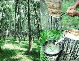 Giá cao su kỳ hạn tại Tokyo ngày 19/7 giảm do triển vọng xuất khẩu Indonesia